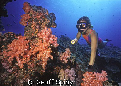 snorkeller and soft corals by Geoff Spiby 